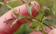 Pelargonium multicaule multicaule