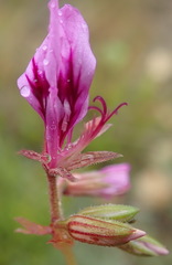 Pelargonium multicaule multicaule