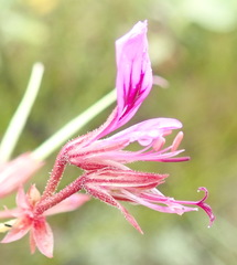 Pelargonium multicaule multicaule