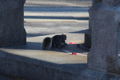 Sciurus carolinensis