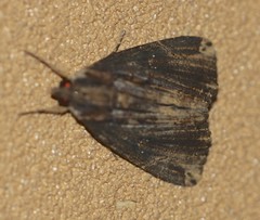 Ercheia dubia
