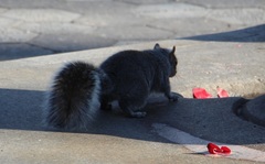 Sciurus carolinensis
