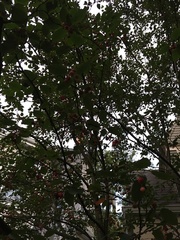 Amelanchier arborea
