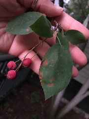 Amelanchier arborea
