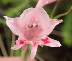Gladiolus nigromontanus