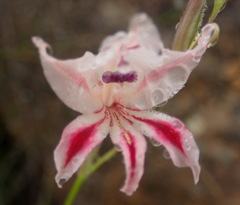 Gladiolus nigromontanus