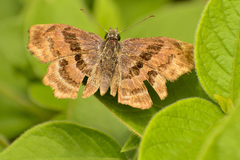 Antigonus funebris