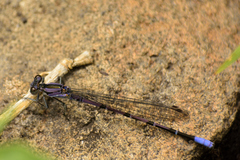 Argia tonto