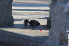 Sciurus carolinensis