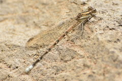 Argia tonto