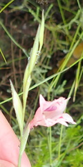 Gladiolus nigromontanus