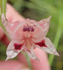 Gladiolus nigromontanus