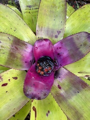 Neoregelia