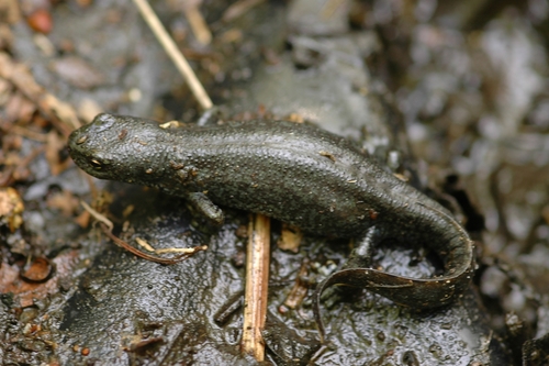 Alpine Newt