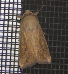 Mythimna formosana
