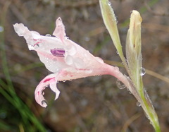 Gladiolus nigromontanus