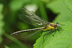 Dromogomphus spinosus