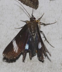 Argyrolepidia aequalis