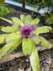 Neoregelia