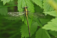 Dromogomphus spinosus
