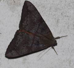 Oxyodes tricolor