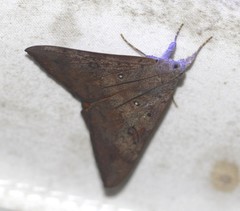 Oxyodes tricolor