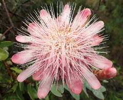 Protea punctata