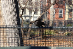 Sciurus carolinensis
