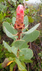 Protea punctata