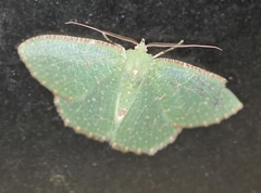 Eucyclodes metaspila