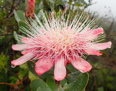 Protea punctata