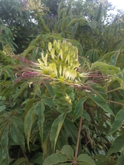 Cleome anomala