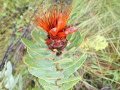 Protea punctata