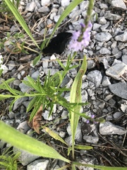 Verbena simplex