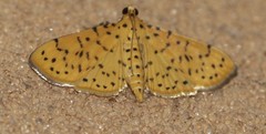Conogethes