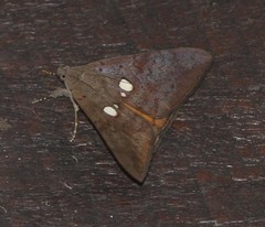 Oxyodes tricolor