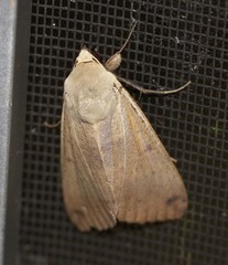 Ophiusa
