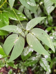 Mimosa velloziana