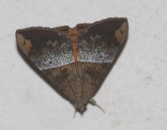 Oxyodes tricolor