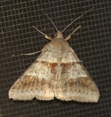 Mocis trifasciata