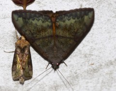 Oxyodes tricolor