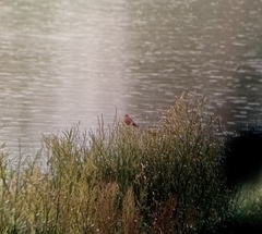 Haemorhous mexicanus