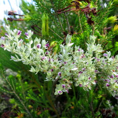 Amphithalea fourcadei