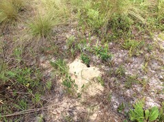 Peromyscus polionotus