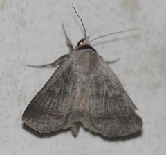 Pantydia capistrata