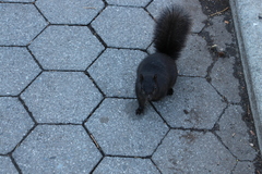 Sciurus carolinensis