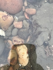 Oligocottus maculosus