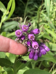 Symphytum officinale