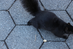 Sciurus carolinensis