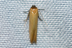 Holcocera immaculella